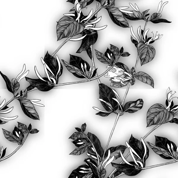 Honeysuckle Pobočka Květinami Poupaty Zahradní Květiny Bezešvé Vzory Bílém Pozadí — Stock fotografie