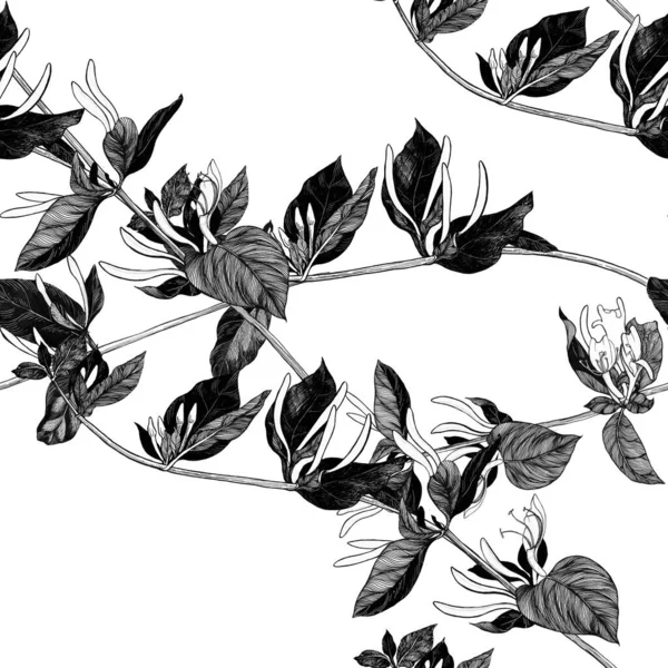 Wiciokrzew Gałąź Kwiatami Pączkami Kwiat Ogrodowy Płynne Wzory Białym Tle — Zdjęcie stockowe