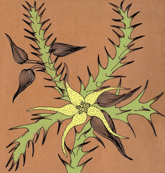 Blüten Knospen Und Blätter Von Stapelien Grafik Dekorative Komposition Tapete — Stockfoto