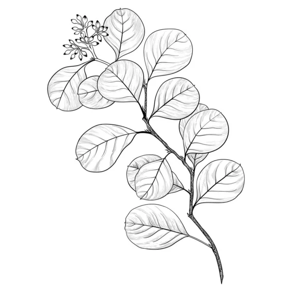 Filial Med Löv Vektorbild Dekorativ Sammansättning Blommiga Motiv Använd Tryckt — Stock vektor