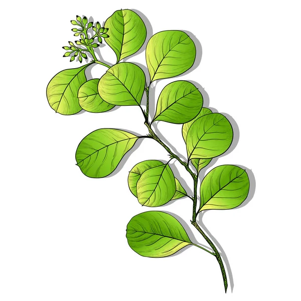 Zweig Mit Blättern Vektorbild Dekorative Komposition Florale Motive Verwenden Sie — Stockvektor
