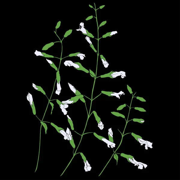 Vectortekening Een Afbeelding Van Bloemen Kruiden Decoratieve Grafische Compositie Gebruik — Stockvector