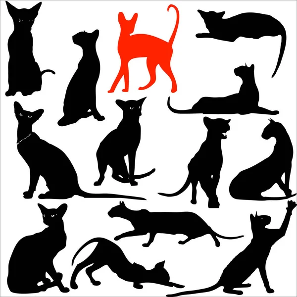 Cats Different Poses Silhouettes Cat Lies Sits Stretches Its Back — Stock Vector