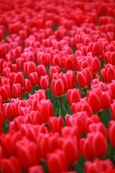 Kırmızı güzel Lale alan arka plan bulanık ile bahar zamanında