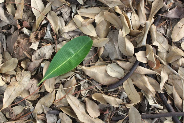 yerdeki kuru yapraklar arasında yaprak yeşil.