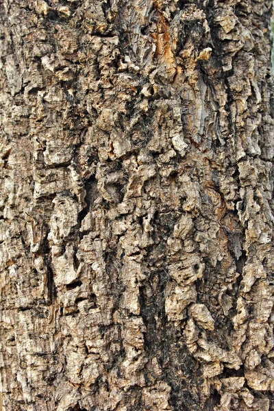 ağaç kahverengi kabuğu doku doğa
