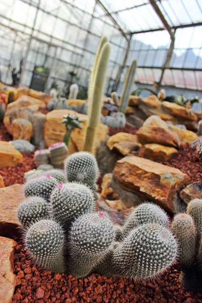 güneş ışığı altında Bahçe evde dikim kaktüs