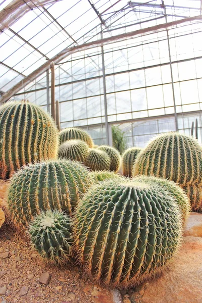 Kaktüs bahçesindeki Altın Varil Kaktüsü.
