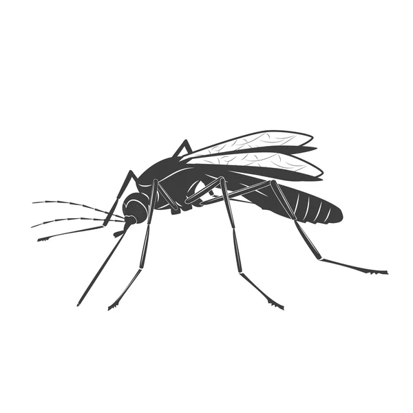 Ilustrasi nyamuk pada latar belakang putih - Stok Vektor