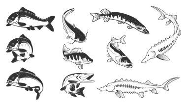 Set of river fish marks. River carp, vector Set of river fish marks. River carp, vector