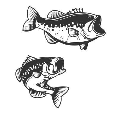 Sea bass fish silhouettes isolated on white background. Design e clipart