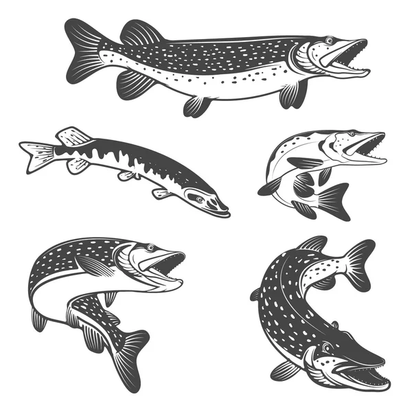Pike fish icons. Design elements for fishing club or team. — Stock Illustration Pike fish icons. Design elements for fishing club or team. Stock Illustration