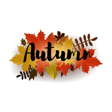 Sonbahar. Beyaz arka plan üzerinde izole sarı yapraklar. Vektör illus