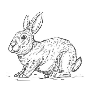 Tavşan çizimi beyaz arkaplanda izole edildi. Tebrik kartı, etiket, amblem, imza, poster için tasarım ögesi.