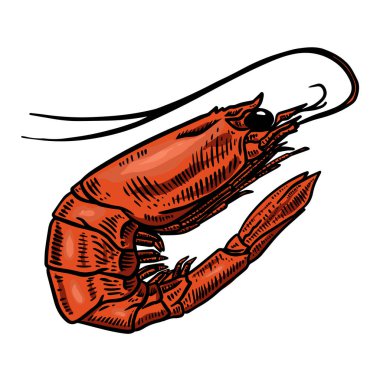 Karides çizimi. Poster, afiş, kart, menü için tasarım ögesi. Vektör illüstrasyonu