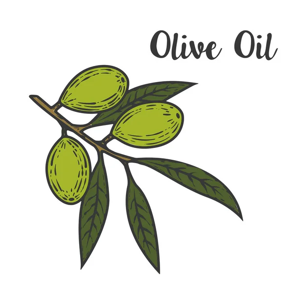 Illustratie Van Olijfolie Design Element Voor Logo Etiket Embleem Uithangbord — Stockfoto