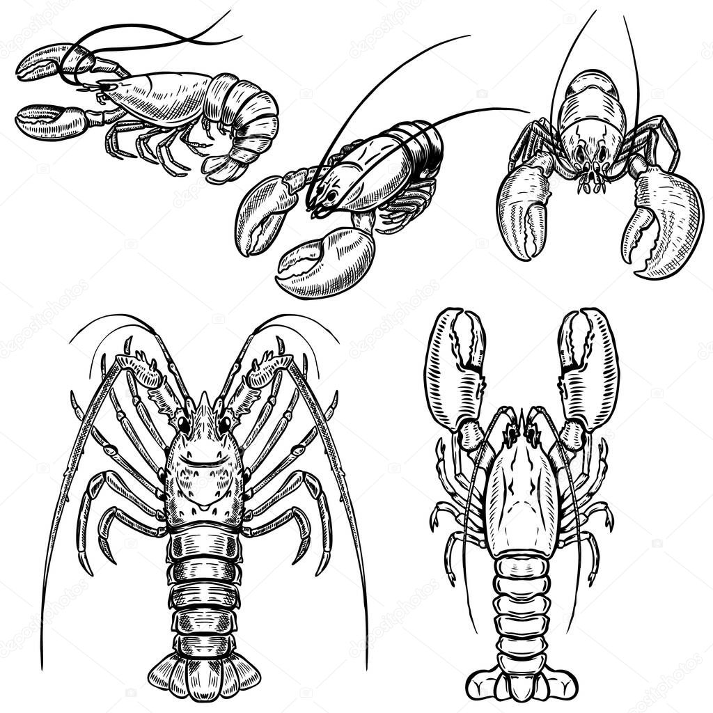 Set of lobster illustrations isolated on white background. Design elements for poster, menu.
