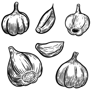 Set of hand drawn garlic illustrations. Design elements for poster, banner, menu. 