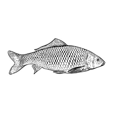 Hand drawn carp fish illustration. Design elements for poster, menu, banner, menu. 