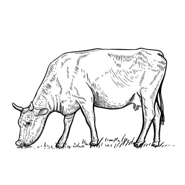 Hand drawn cow illustration on white background.Design elements for logo, label, emblem, sign.