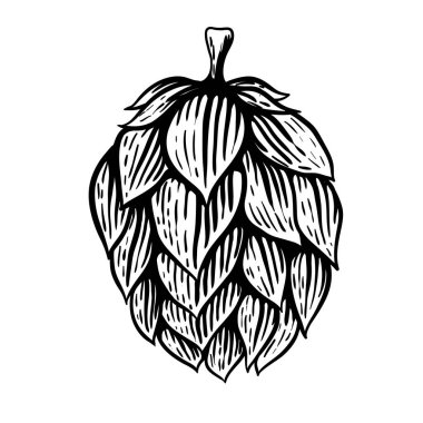 Beer hop illustration in engraving style isolated on white background. Design element for logo, label, emblem, sign, poster, label. 