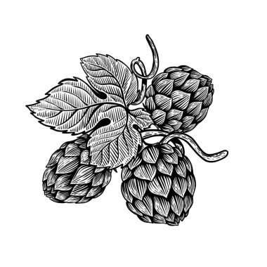Beer hop illustration in engraving style. Design element for poster, card, banner. 