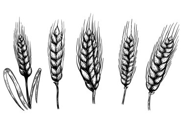 Beyaz arka planda izole edilmiş el çizimi buğday çizimleri. Logo, etiket, amblem ve imza için tasarım ögesi. 