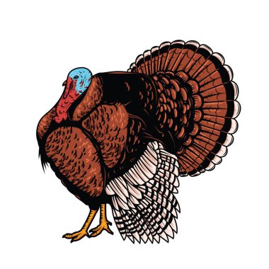 Beyaz arka planda izole edilmiş hindinin tasviri. Şükran Günü teması. Poster, amblem, işaret, kart, pankart için tasarım ögesi.