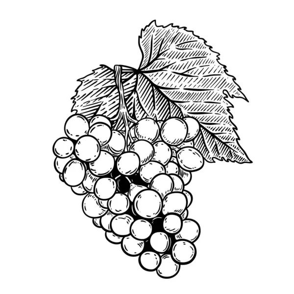 Traubenillustration Stich Stil Isoliert Auf Weißem Hintergrund Gestaltungselement Für Logo — Stockfoto