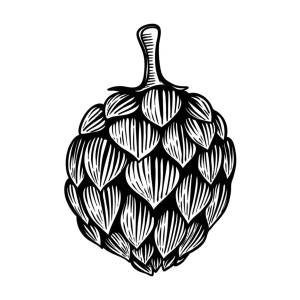 Beer Hop Illustration Engraving Style Isolated White Background Design Element — Stock Photo, Image