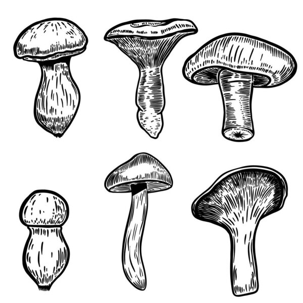 Set of hand drawn mushrooms illustrations isolated on white background. Design elements for poster, emblem, sign, label, menu. Vector illustration