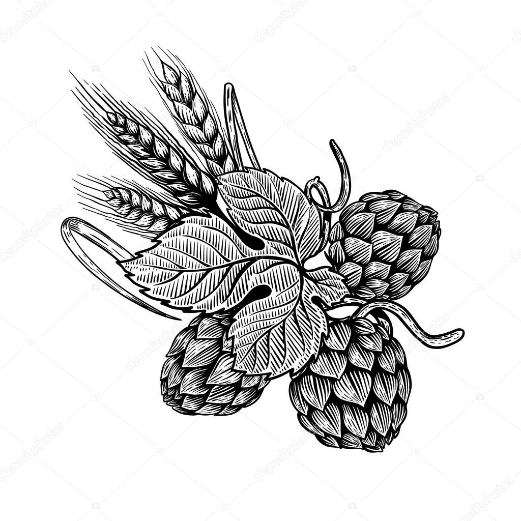 Hop and wheat illustration in engraving style. Design element for beer label, poster, emblem. Vector illustration