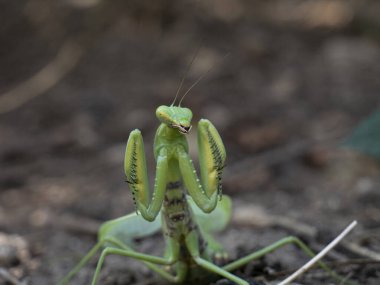 Mantid, habitatta saldırı pozisyonunda
