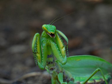 Mantid, habitatta saldırı pozisyonunda