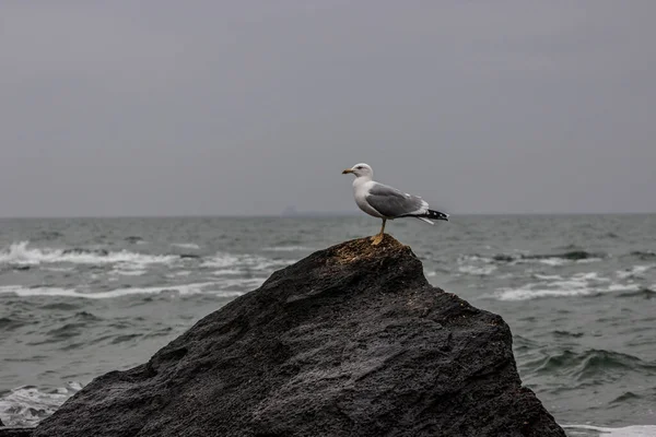 Deniz Martıları Sahilde Bir Taşın Üzerinde Otururlar — Stok fotoğraf