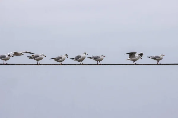 Several Gulls Sitting Electric Wires — Stock Photo, Image