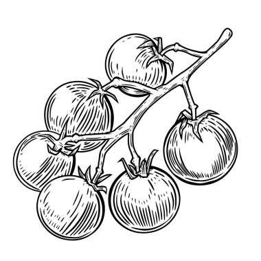 Beyaza izole edilmiş kiraz domatesleri tasviri. Poster, kart, afiş, el ilanı, menü için tasarım ögesi. Vektör illüstrasyonu