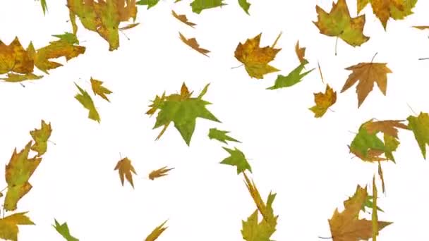Animace Podzimních Listů — Stock video