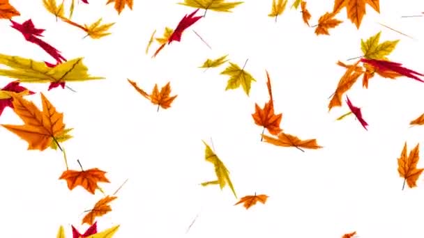 Animation Fallender Herbstblätter — Stockvideo