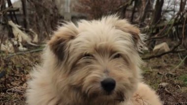 Çiftçilik bahçesindeki köpek