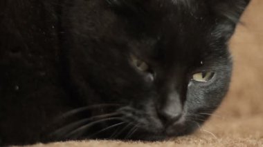 Evcil kedi kanepede uyuyor.