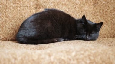 Evcil kedi kanepede uyuyor.