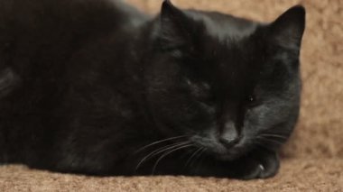 Evcil kedi kanepede uyuyor.