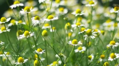 Bahar çayırında çiçekler