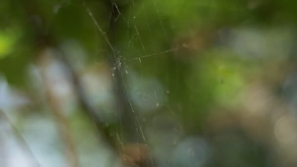 Teia Aranha Uma Árvore Balançando Com Vento — Vídeo de Stock