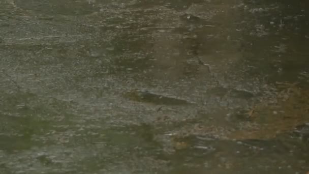 Strumienie Deszczu Chodniku — Wideo stockowe
