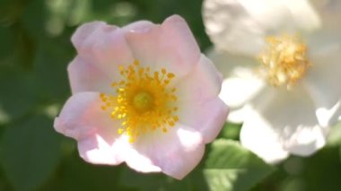 Bahar çayırında çiçekler