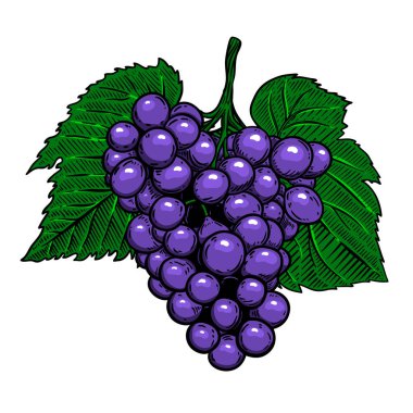 Beyaz arka planda üzüm dalı. Poster, logo, etiket, işaret, kart, pankart için tasarım elemanı. Vektör illüstrasyonu