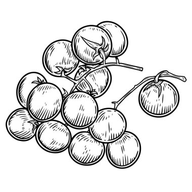 Domateslerin el çizimi. Poster, tişört, kart ve afiş için tasarım elemanı. Vektör illüstrasyonu