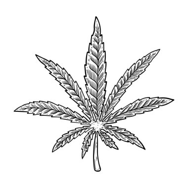 Beyaz arka planda izole edilmiş kenevir yaprağı tasviri. Poster, afiş, tişört ve amblem için tasarım öğesi. Vektör illüstrasyonu